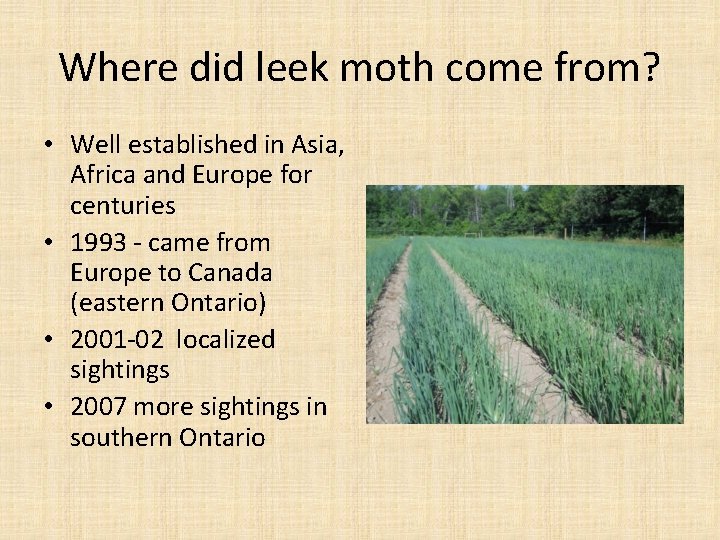 Where did leek moth come from? • Well established in Asia, Africa and Europe