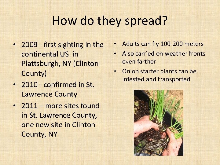 How do they spread? • 2009 - first sighting in the continental US in