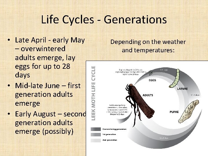 Life Cycles - Generations • Late April - early May – overwintered adults emerge,