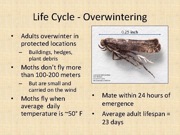 Life Cycle - Overwintering • Adults overwinter in protected locations – • Buildings, hedges,