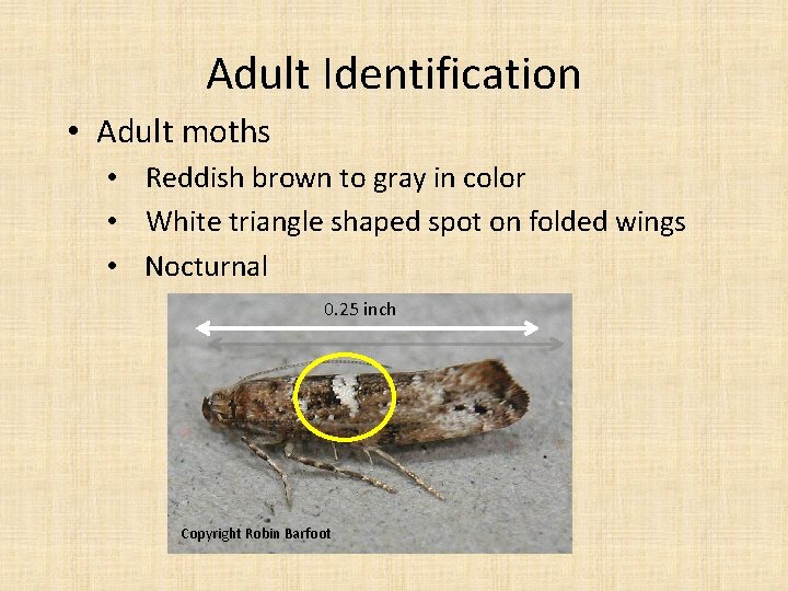 Adult Identification • Adult moths • Reddish brown to gray in color • White