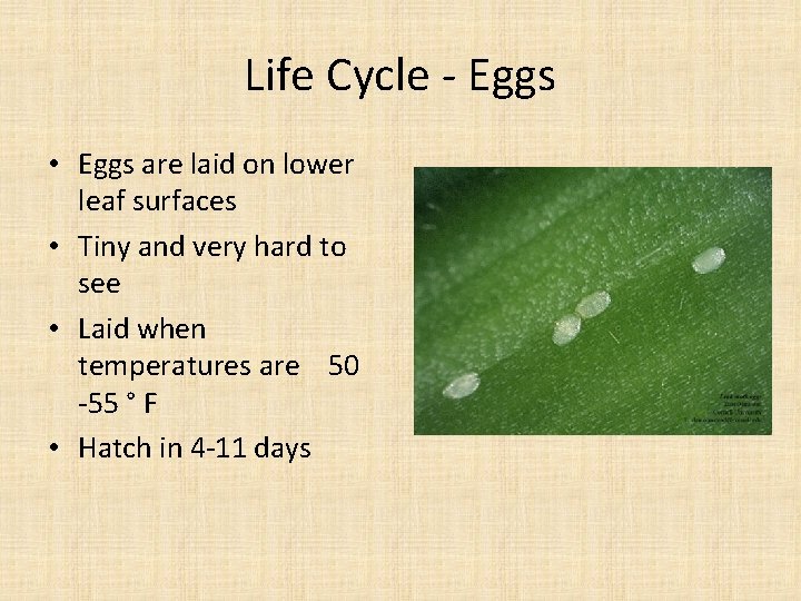 Life Cycle - Eggs • Eggs are laid on lower leaf surfaces • Tiny