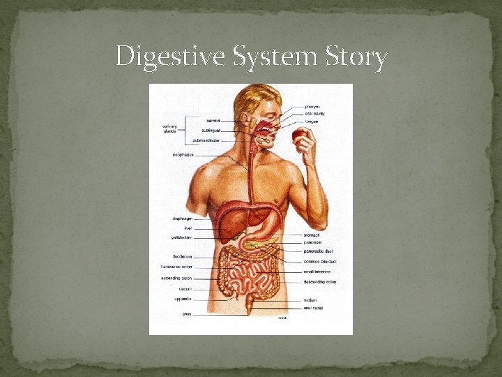 Digestive System Story 