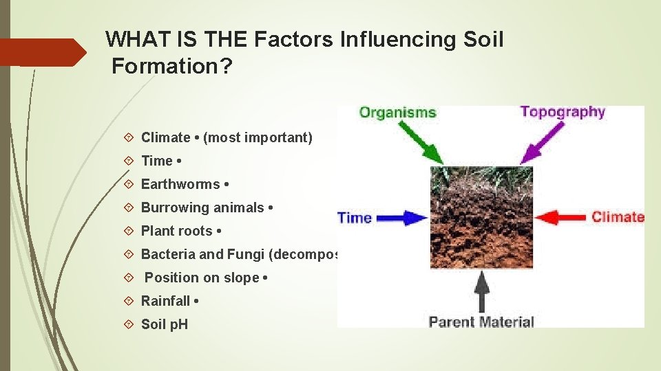 WHAT IS THE Factors Influencing Soil Formation? Climate • (most important) Time • Earthworms