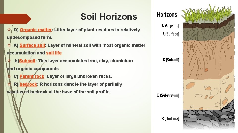 Soil Horizons O) Organic matter: Litter layer of plant residues in relatively undecomposed form.