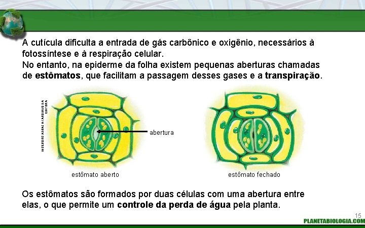 INGEBORG ASBACH / ARQUIVO DA EDITORA A cutícula dificulta a entrada de gás carbônico