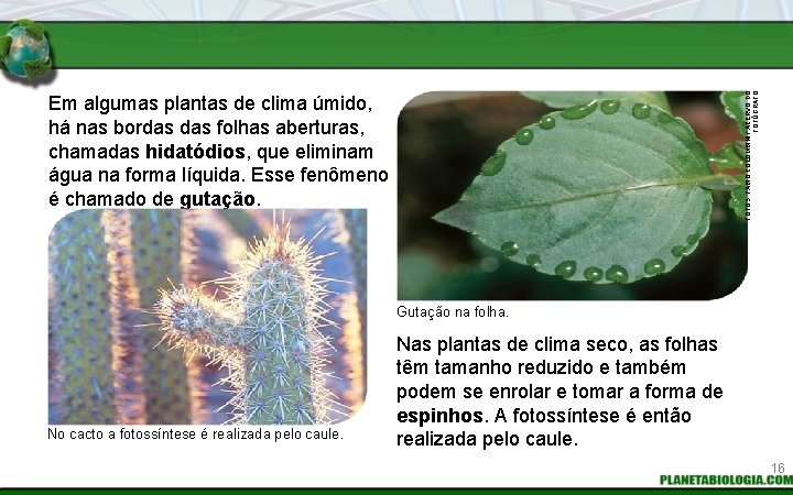 FOTOS: FABIO COLOMBINI / ACERVO DO FOTÓGRAFO Em algumas plantas de clima úmido, há