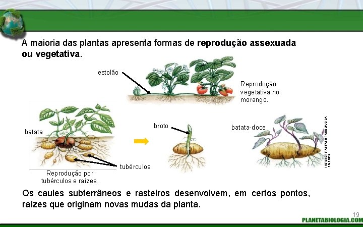 A maioria das plantas apresenta formas de reprodução assexuada ou vegetativa. estolão broto batata