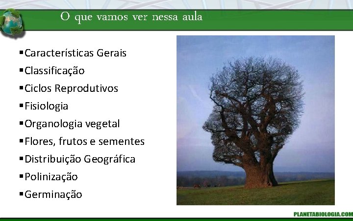 O que vamos ver nessa aula §Características Gerais §Classificação §Ciclos Reprodutivos §Fisiologia §Organologia vegetal