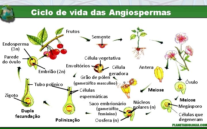 Ciclo de vida das Angiospermas Frutos Semente Endosperma (3 n) Parede do óvulo Célula