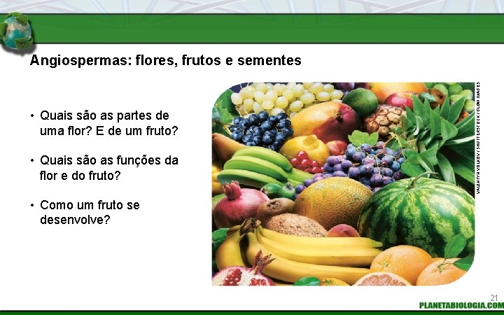  • Quais são as partes de uma flor? E de um fruto? •