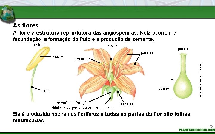 As flores A flor é a estrutura reprodutora das angiospermas. Nela ocorrem a fecundação,