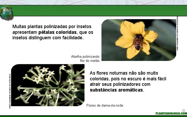 FABIO COLOMBINI / ACERVO DO FOTÓGRAFO Muitas plantas polinizadas por insetos apresentam pétalas coloridas,