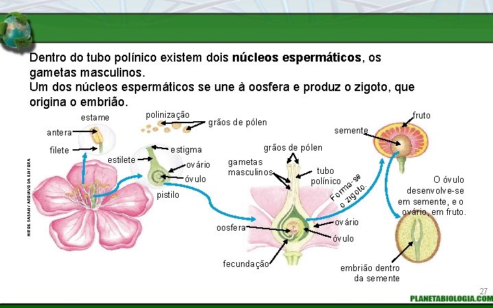 Dentro do tubo polínico existem dois núcleos espermáticos, os gametas masculinos. Um dos núcleos