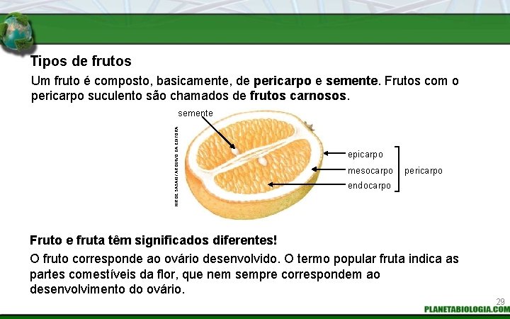 Tipos de frutos Um fruto é composto, basicamente, de pericarpo e semente. Frutos com