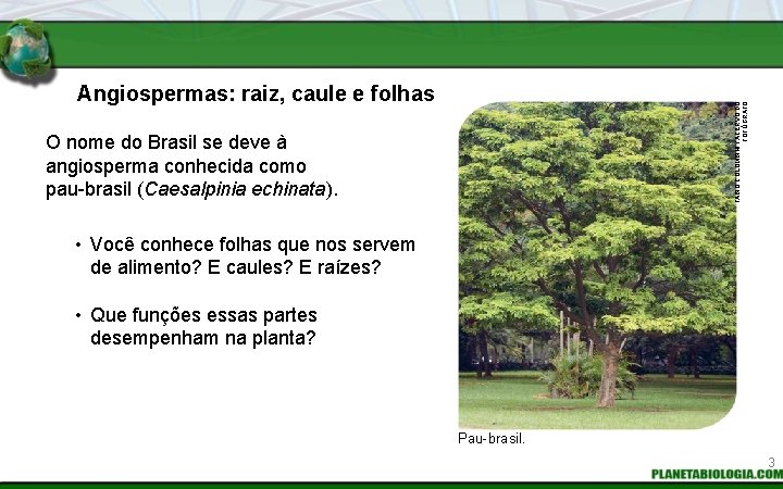 FABIO COLOMBINI / ACERVO DO FOTÓGRAFO Angiospermas: raiz, caule e folhas O nome do