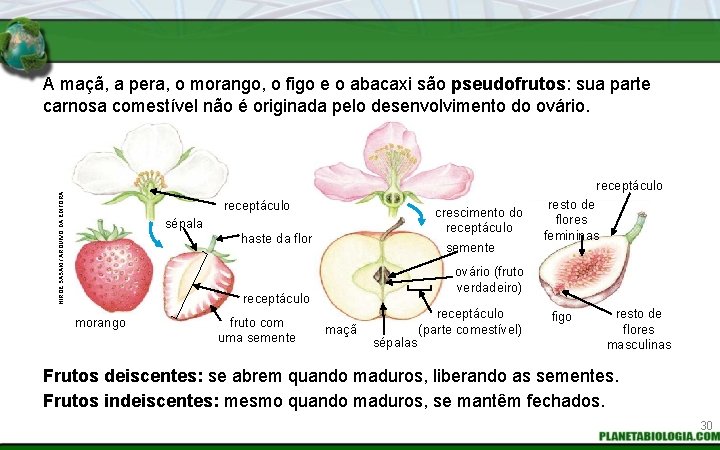 A maçã, a pera, o morango, o figo e o abacaxi são pseudofrutos: sua