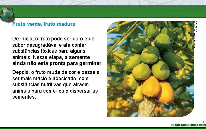 FABIO COLOMBINI / ACERVO DO FOTÓGRAFO Fruto verde, fruto maduro De início, o fruto