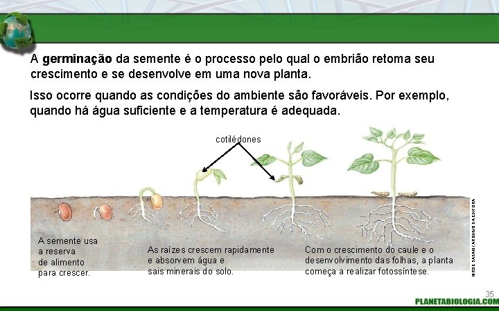 A germinação da semente é o processo pelo qual o embrião retoma seu crescimento