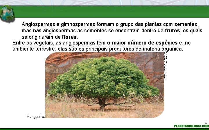 FABIO COLOMBINI / ACERVO DO FOTÓGRAFO Angiospermas e gimnospermas formam o grupo das plantas