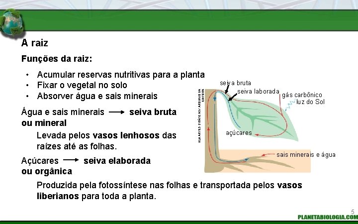 A raiz Funções da raiz: Água e sais minerais seiva bruta ou mineral Levada