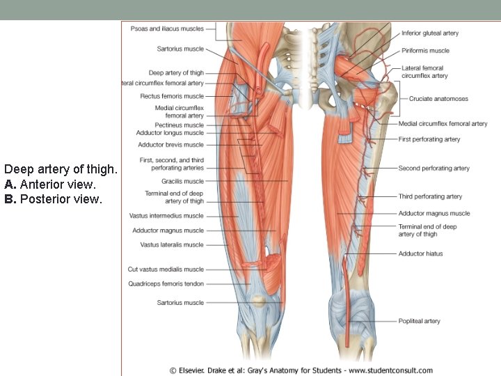 Deep artery of thigh. A. Anterior view. B. Posterior view. 