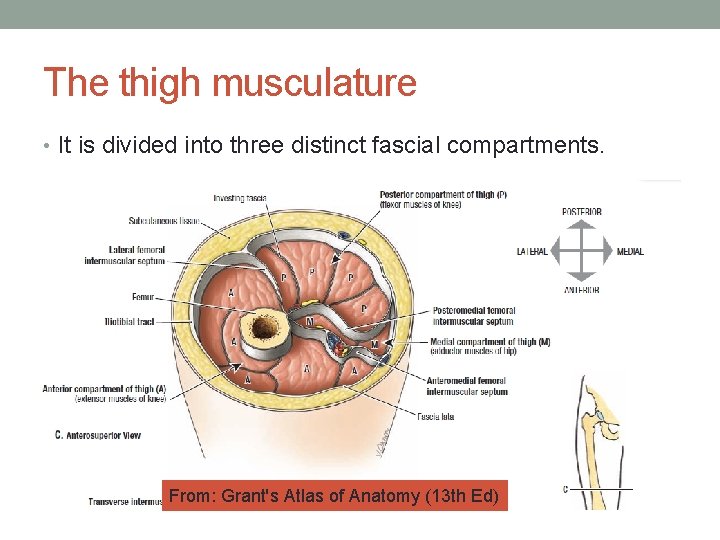 The thigh musculature • It is divided into three distinct fascial compartments. From: Grant's