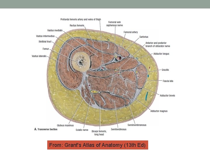 From: Grant's Atlas of Anatomy (13 th Ed) 