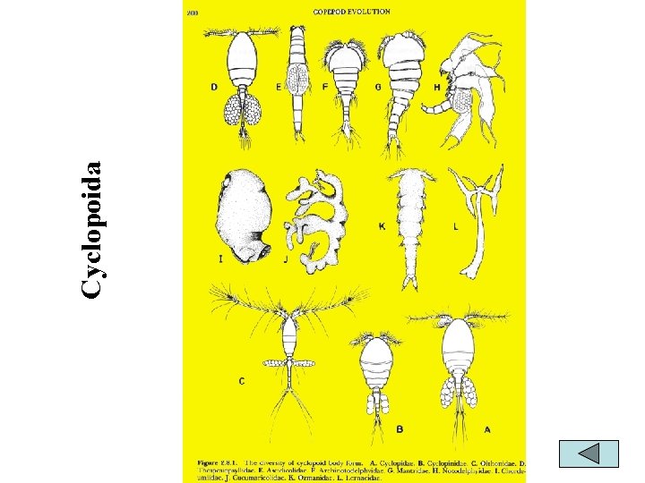 THE IMPORTANCE OF TAXONOMIC PROJECT OF ZOOPLANKTON TO