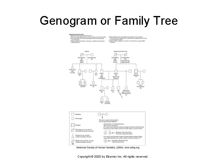 Genogram or Family Tree Copyright © 2020 by Elsevier Inc. All rights reserved. 