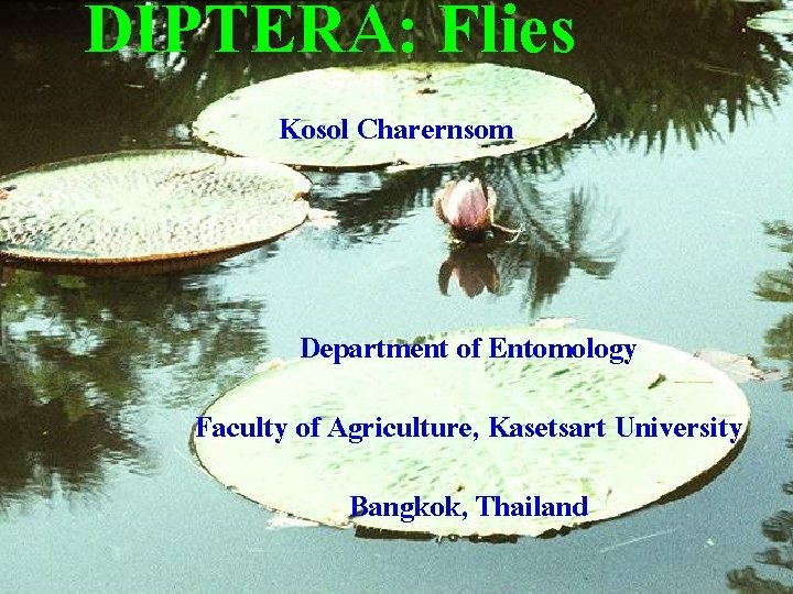 DIPTERA: Flies Kosol Charernsom Department of Entomology Faculty of Agriculture, Kasetsart University Bangkok, Thailand