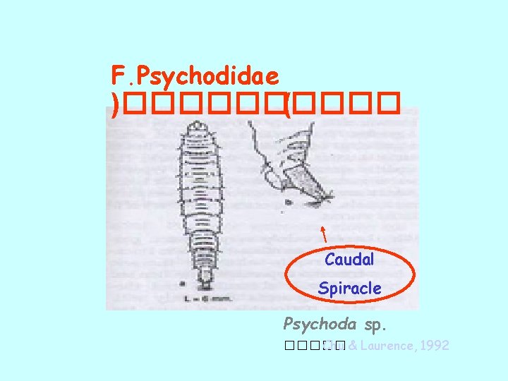 F. Psychodidae )����� ( Caudal Spiracle Psychoda sp. ����� : Chu & Laurence, 1992