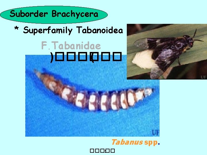 Suborder Brachycera * Superfamily Tabanoidea F. Tabanidae )������ ( Tabanus spp. ����� : 