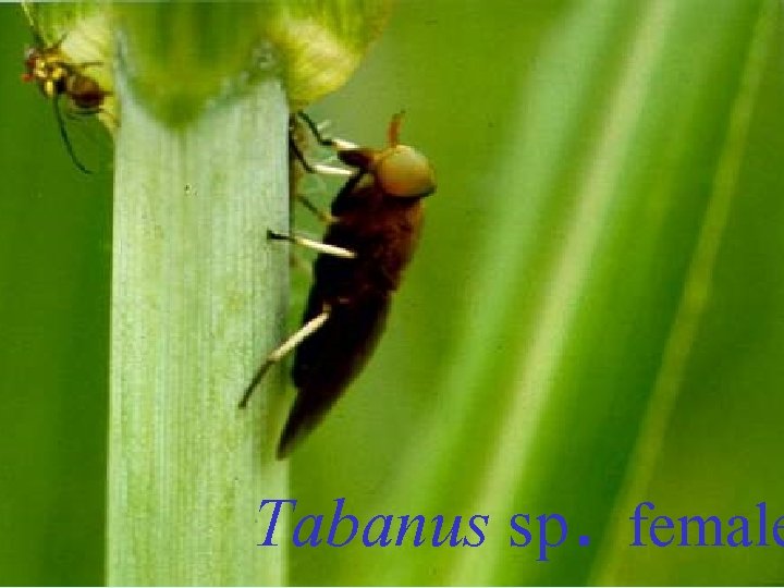 Tabanus sp. female 