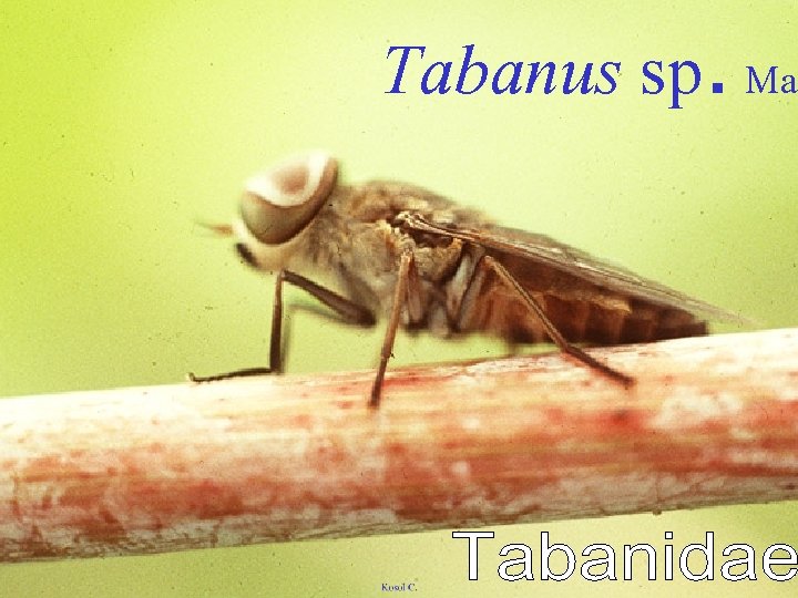 Tabanus sp. Mal 