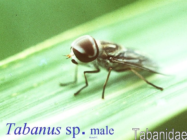 Tabanus sp. male 