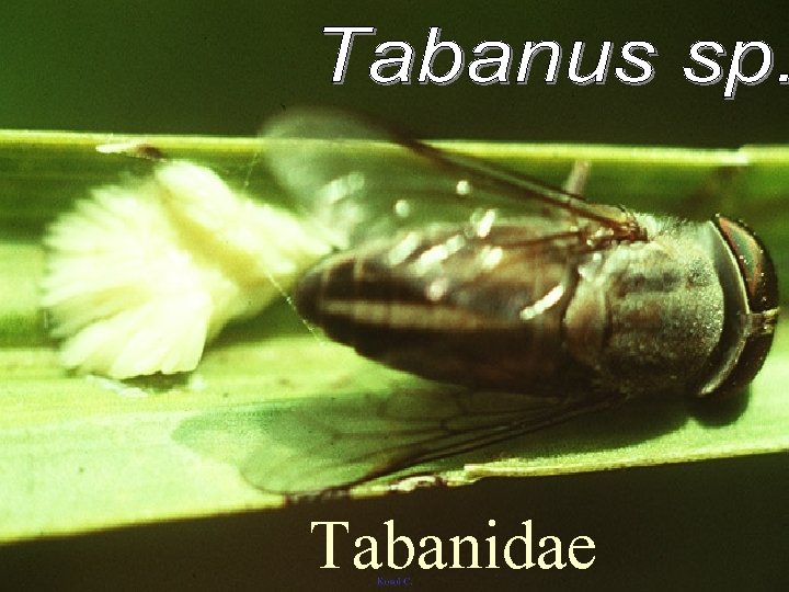 Tabanidae 
