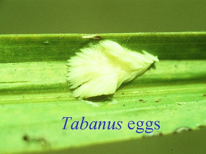 Tabanus eggs 