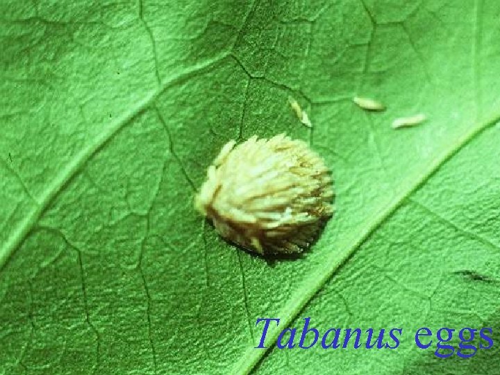 Tabanus eggs 