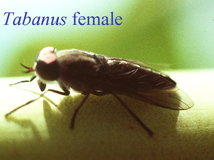 Tabanus female 
