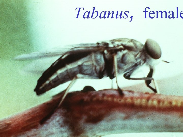 Tabanus, female 