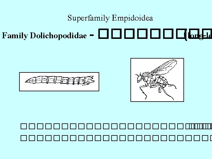 Superfamily Empidoidea Family Dolichopodidae - ����� (long-le �������������� 