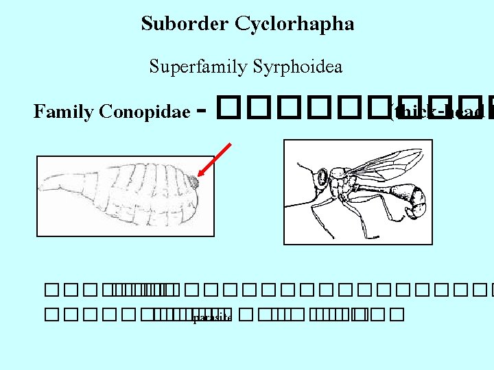 Suborder Cyclorhapha Superfamily Syrphoidea Family Conopidae - ����� (thick-head f ���������� ����� parasite ����