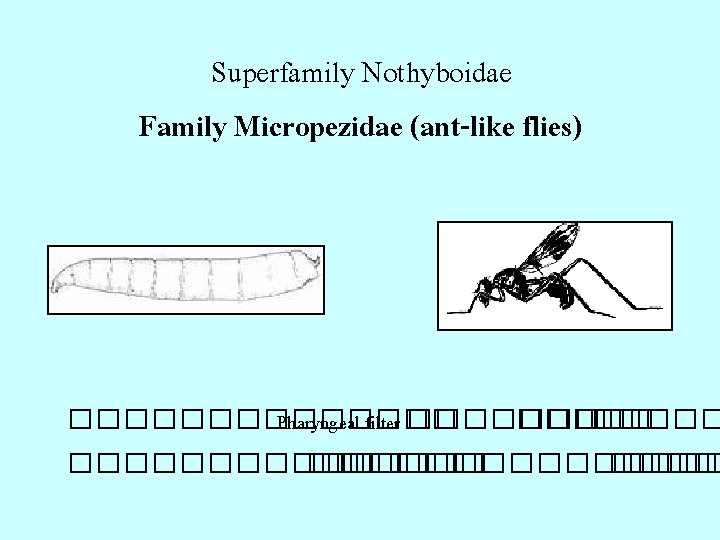 Superfamily Nothyboidae Family Micropezidae (ant-like flies) ������� Pharyngeal filter ������� �������� ����� 