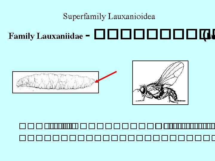 Superfamily Lauxanioidea Family Lauxaniidae - ����� (lau ���������� ������������ 