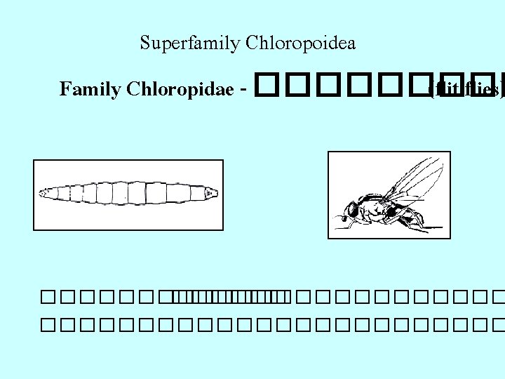 Superfamily Chloropoidea Family Chloropidae - ����� (flit flies) ���������� ������������ 