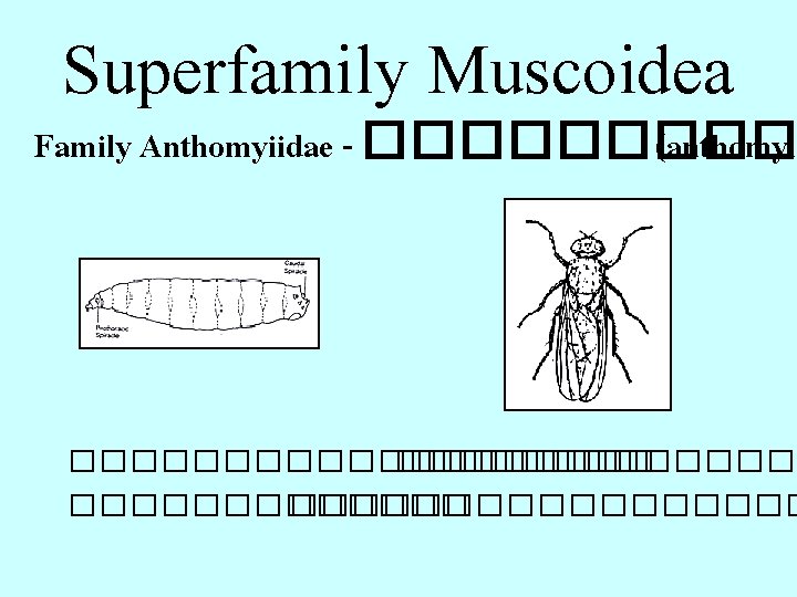 Superfamily Muscoidea Family Anthomyiidae - ����� (anthomyii ������������� ��������� 