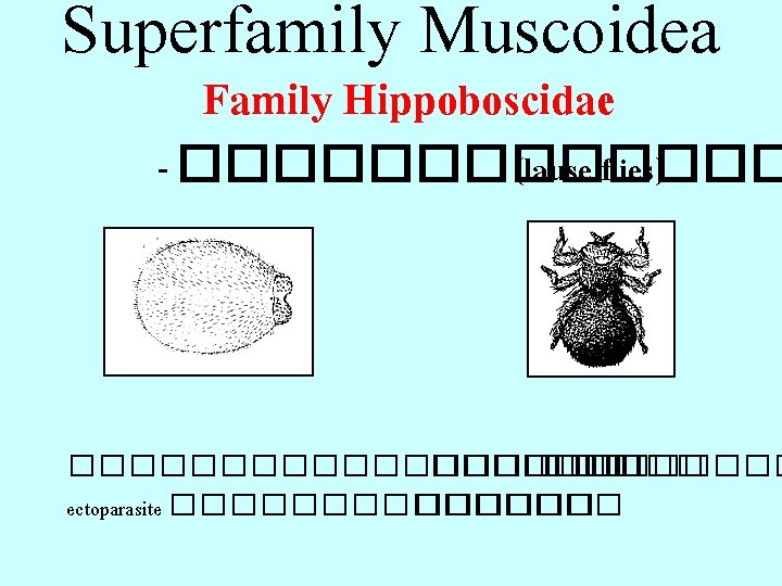 Superfamily Muscoidea Family Hippoboscidae - ������� (lause flies) ����������� ������� ectoparasite �������� 