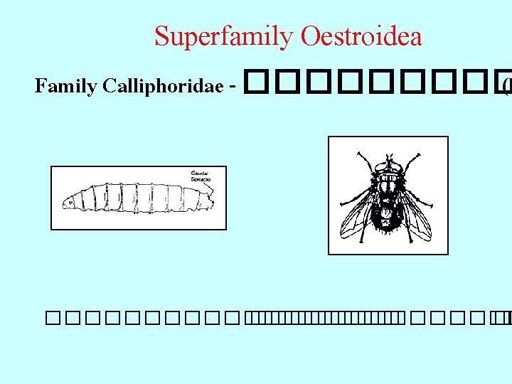 Superfamily Oestroidea Family Calliphoridae - ����� (b ��������� � 