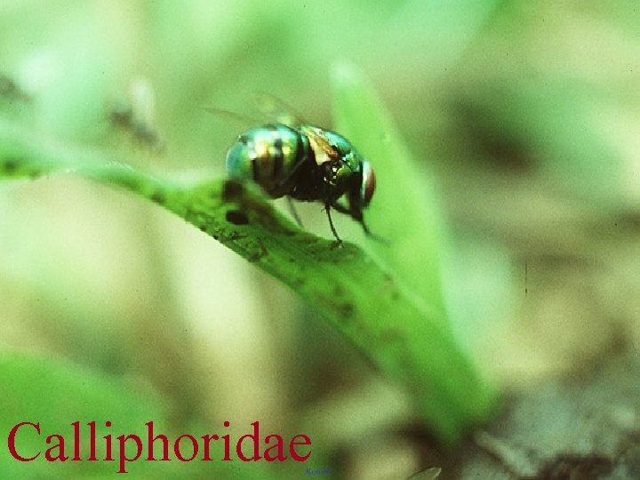 Calliphoridae 